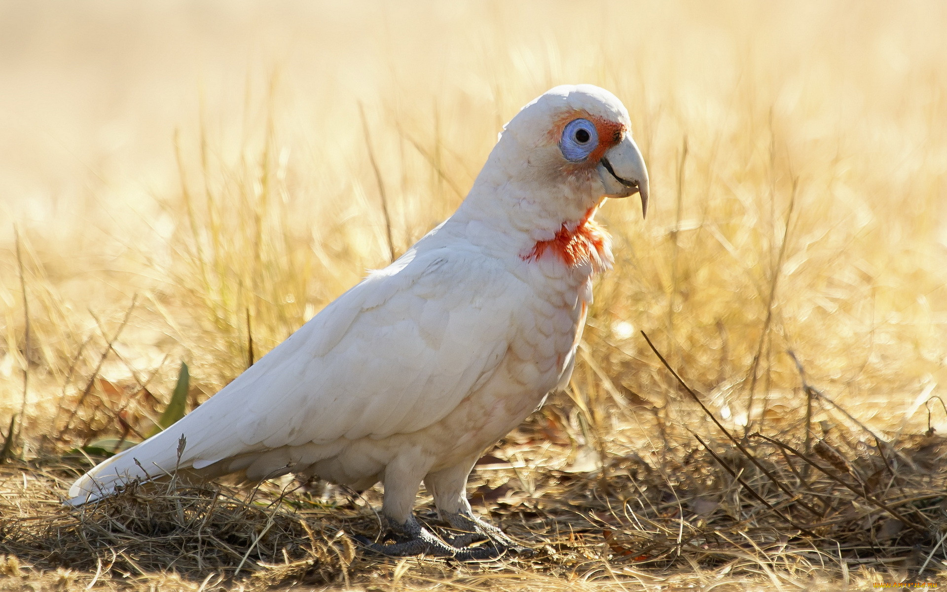 , , long-billed, corella, cacatua, tenuirostris